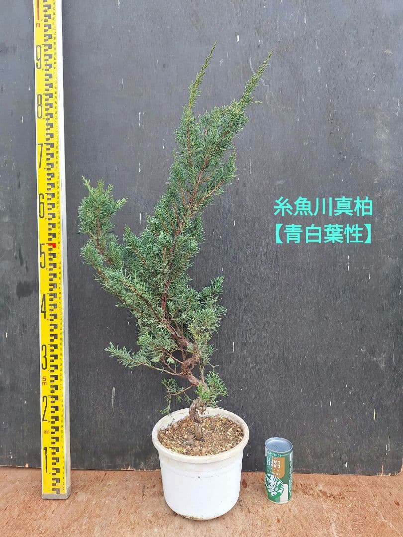 糸魚川真柏　【青白葉性】(盆栽素材)