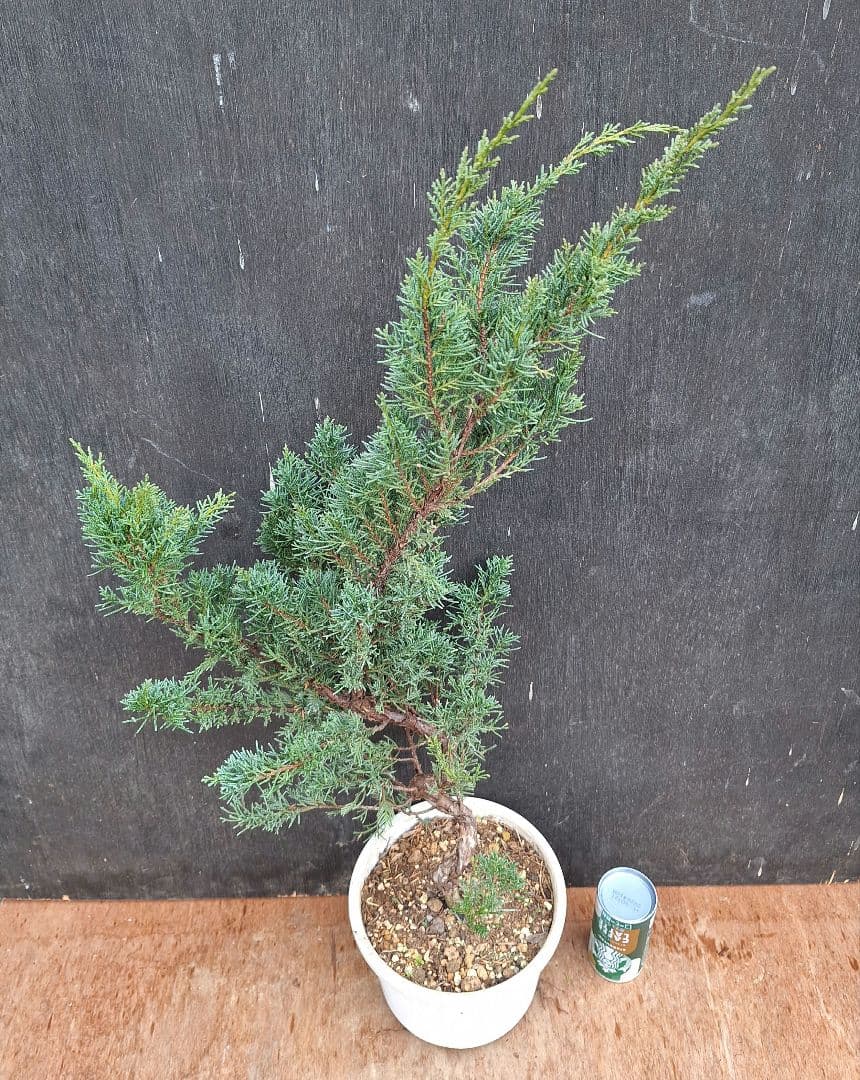 糸魚川真柏　【青白葉性】(盆栽素材)