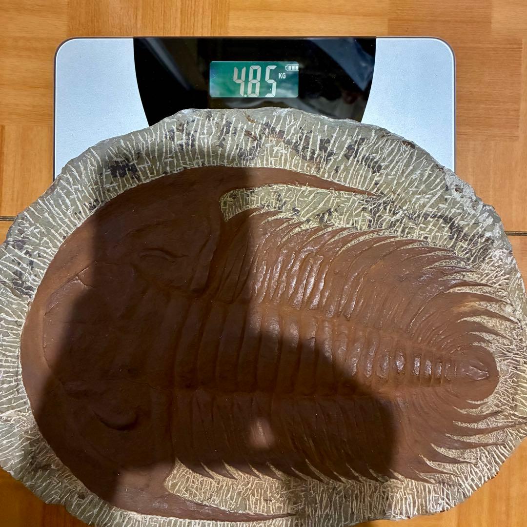 レア 特大 初期の三葉虫 パラドキシデス 古代生物 モロッコ産 約4.85kg！