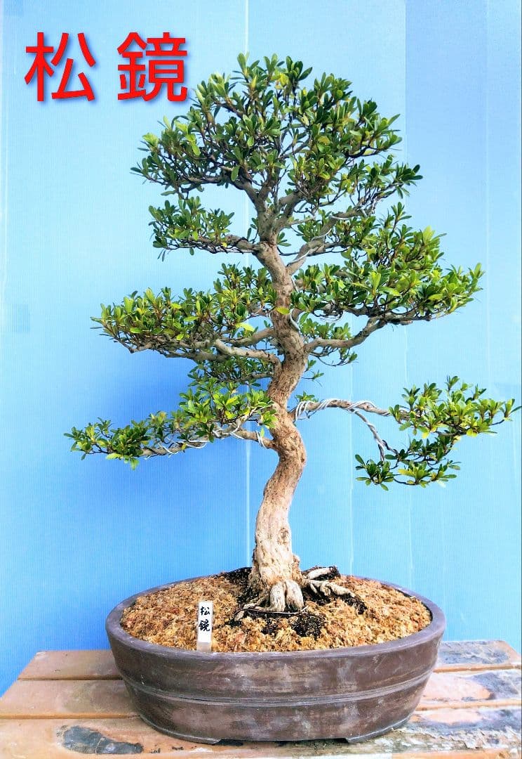 ( 松鏡 ) 皐月盆栽　さつき盆栽　サツキ盆栽