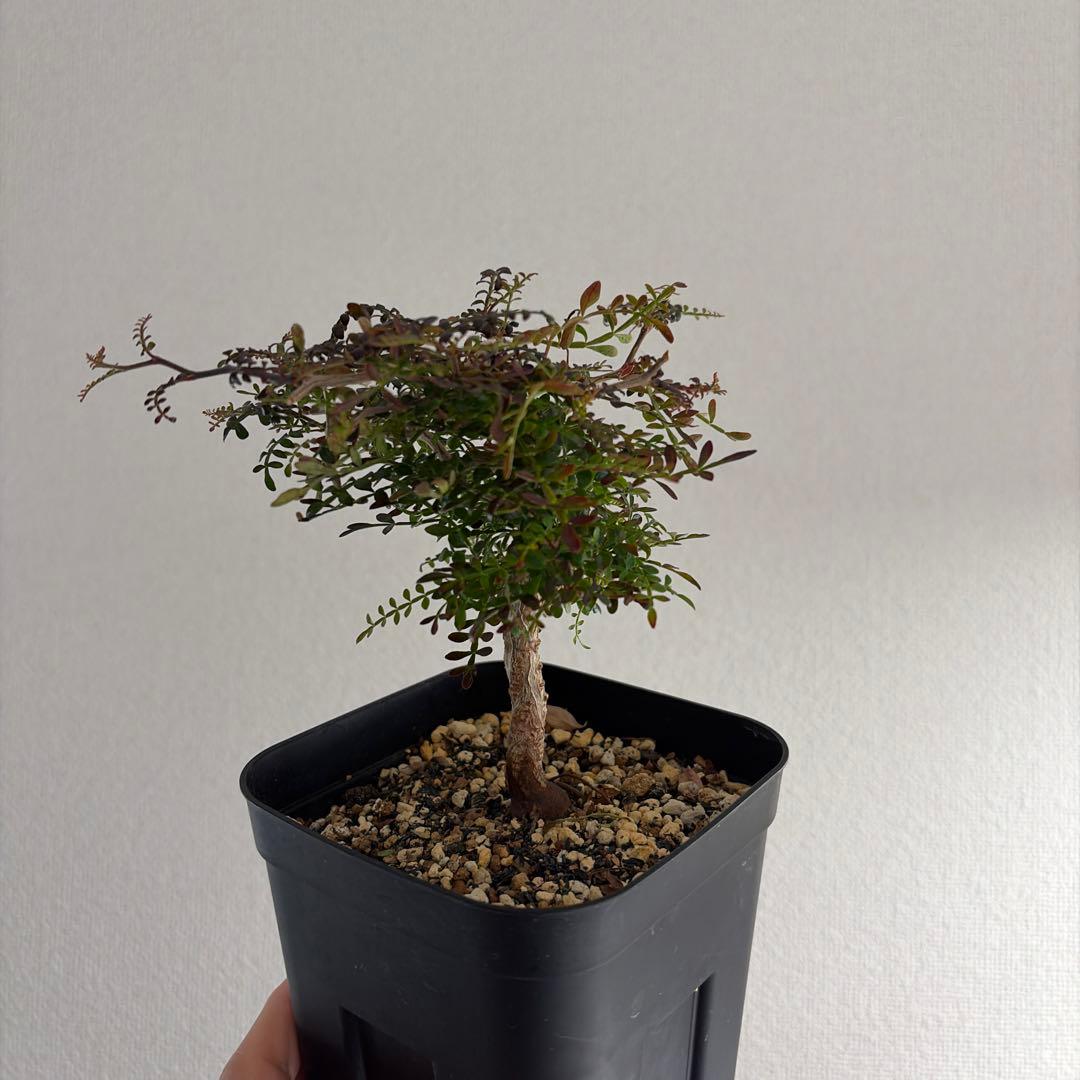 オペルクリカリア パキプス 実生 1年