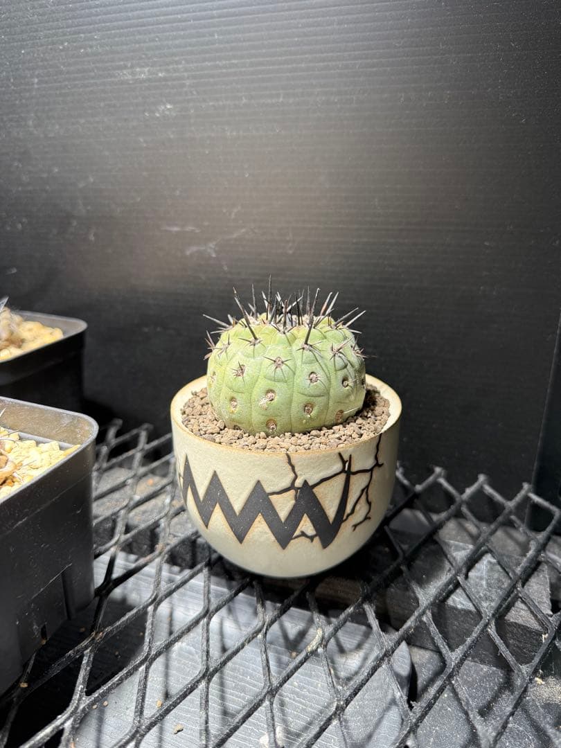 黒王丸　コピアポア　copiapoa cinerea VALIEM 鉢セット