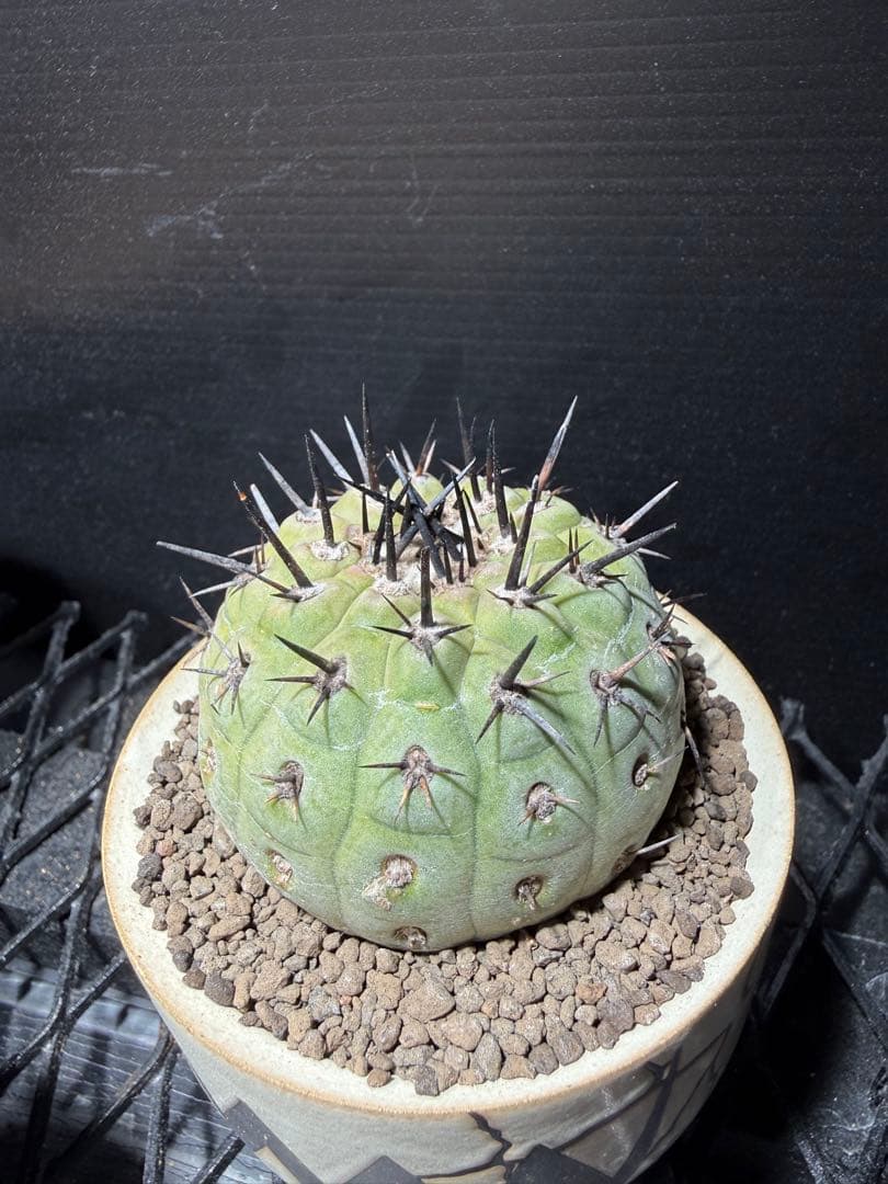 黒王丸　コピアポア　copiapoa cinerea VALIEM 鉢セット
