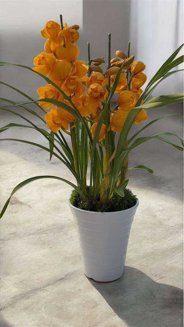 シンビジウム オレンジ系 鉢物 切花にもできます！