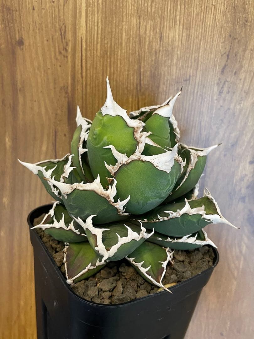 Agave titanota 【狼人】　コレクション株　中株