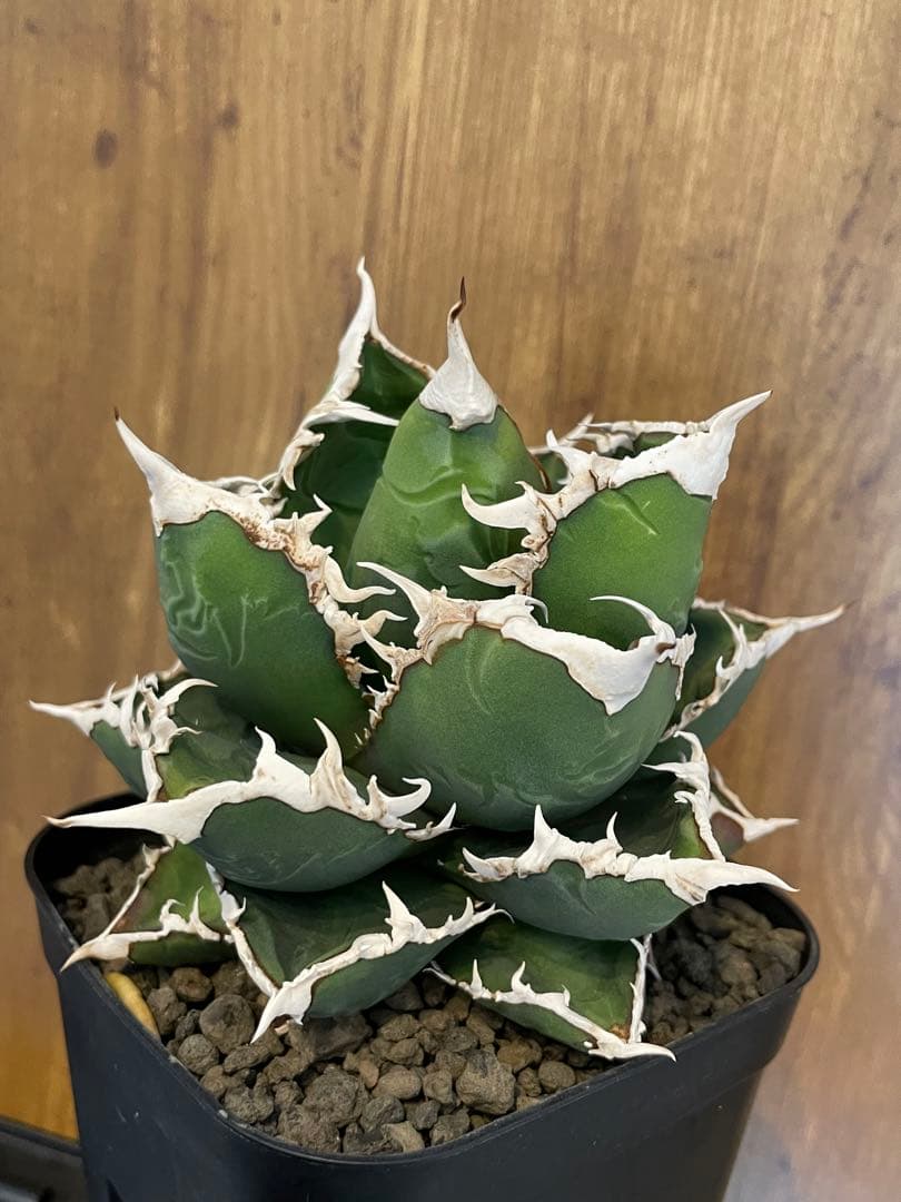 Agave titanota 【狼人】　コレクション株　中株