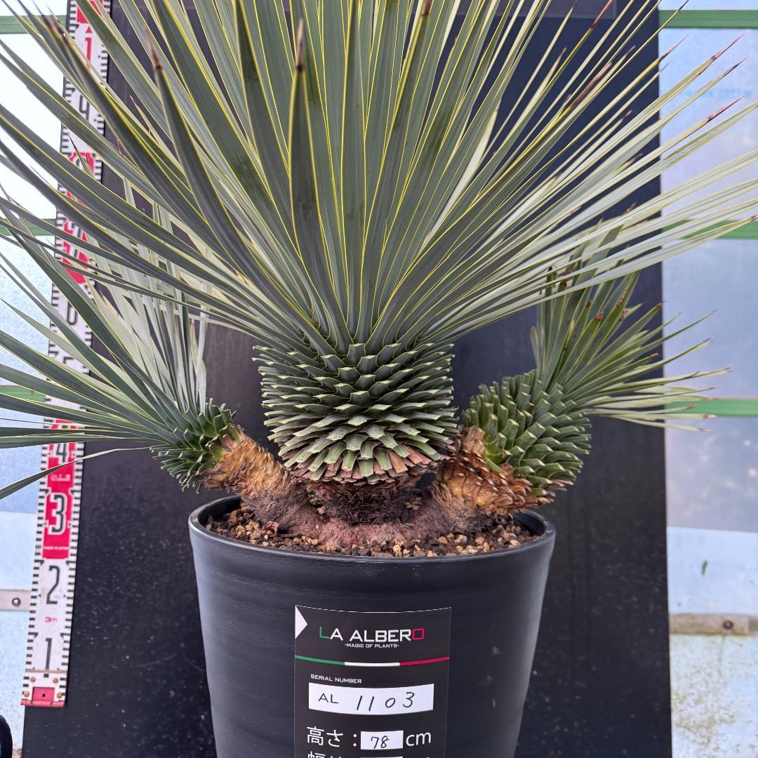 【AL1103】ユッカ　ロストラータ　超希少トリプルヘッド