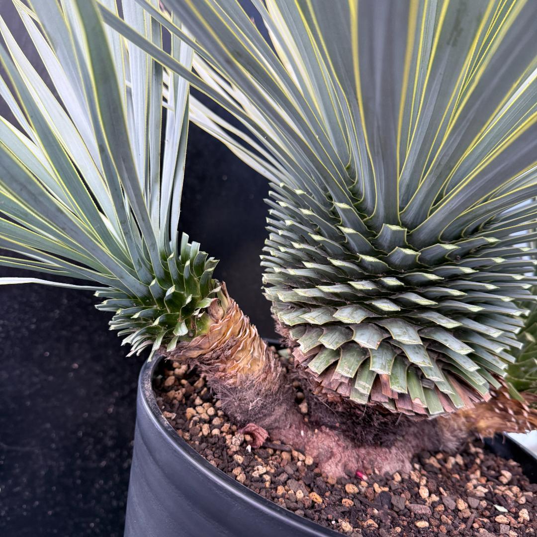 【AL1103】ユッカ　ロストラータ　超希少トリプルヘッド