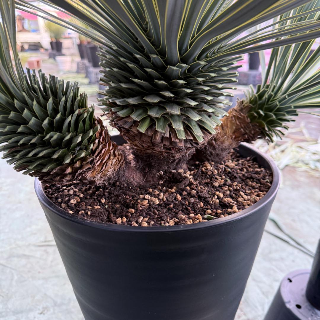 【AL1103】ユッカ　ロストラータ　超希少トリプルヘッド