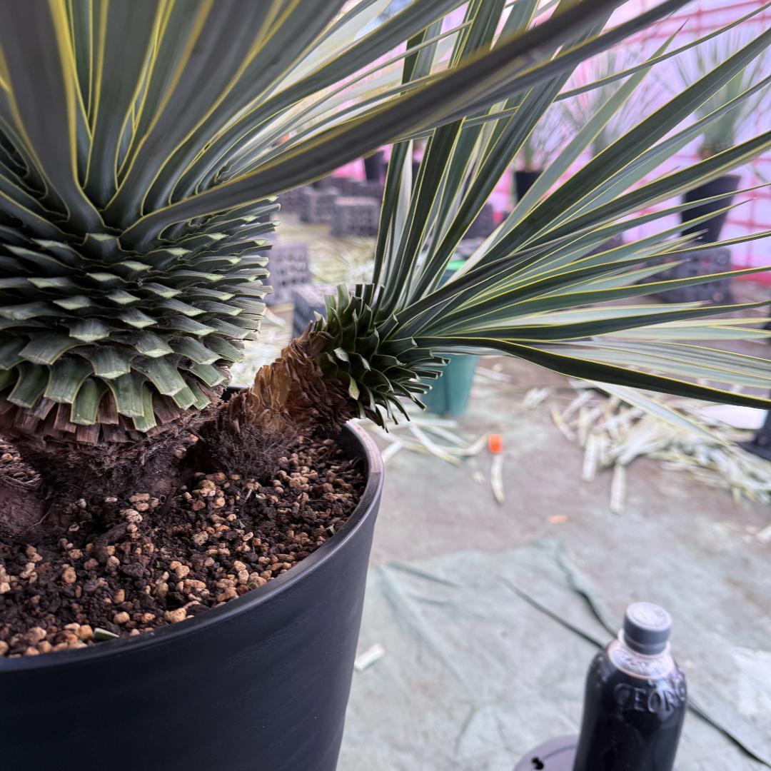 【AL1103】ユッカ　ロストラータ　超希少トリプルヘッド