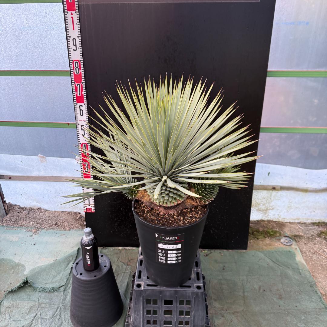 【AL1103】ユッカ　ロストラータ　超希少トリプルヘッド