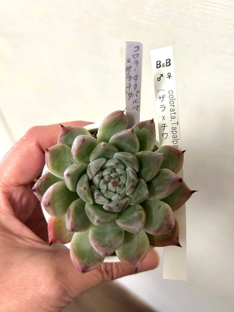 ぼのぼのさん多肉　コロラータタパルパ×(ザラ×チワ) 札付き・抜き苗