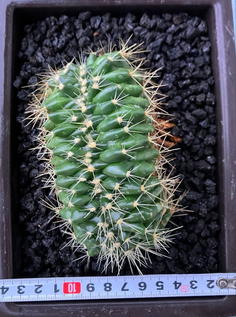 金鯱　綴化　エキノカクタス　検）塊根　黒王丸　パキプス　コピアポア　アガベ