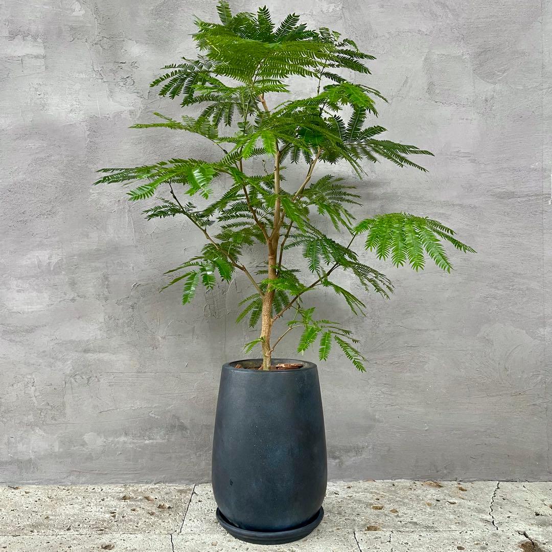 大型　エバーフレッシュ　朴仕立て　陶器鉢　植え込み発送