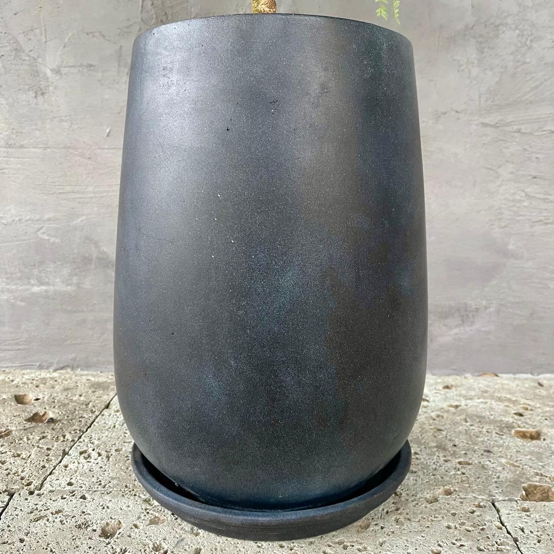 大型　エバーフレッシュ　朴仕立て　陶器鉢　植え込み発送