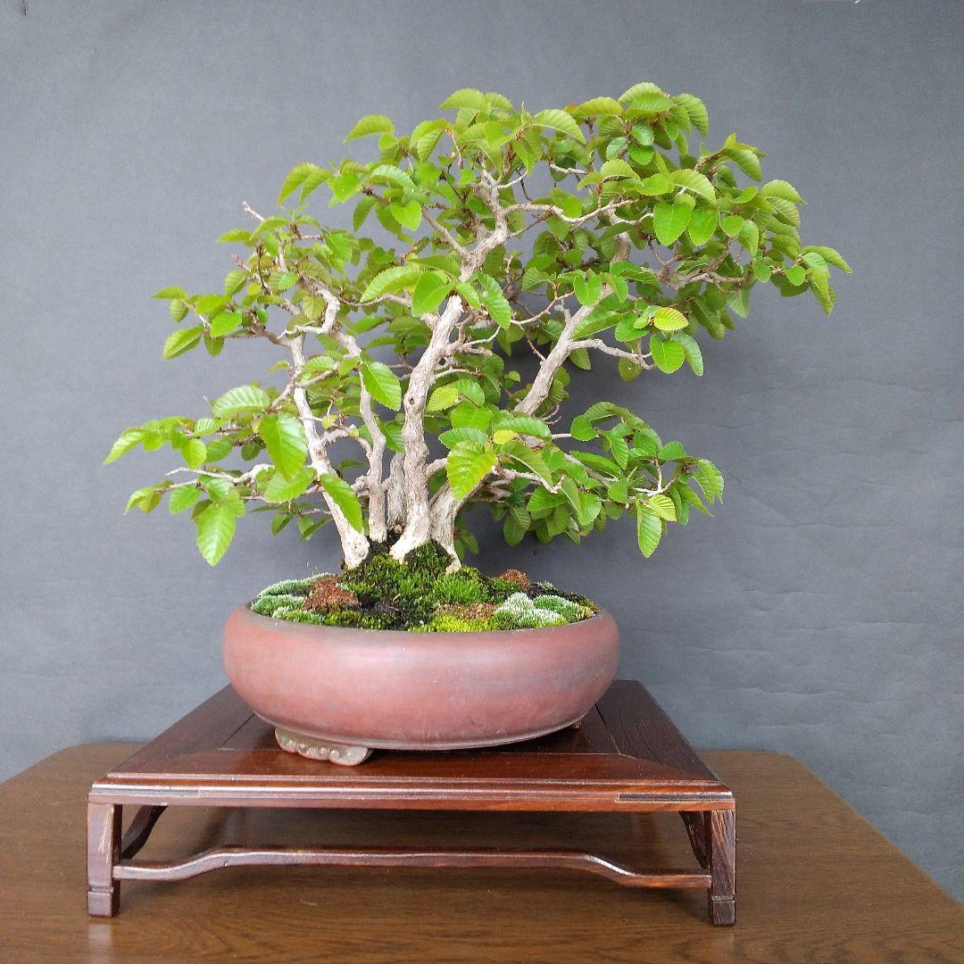 イワシデ盆栽 〔 岩四手 ]