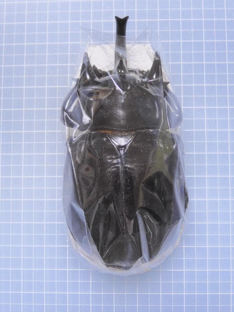 コロンビア産　ラミレスゾウカブト　98mm