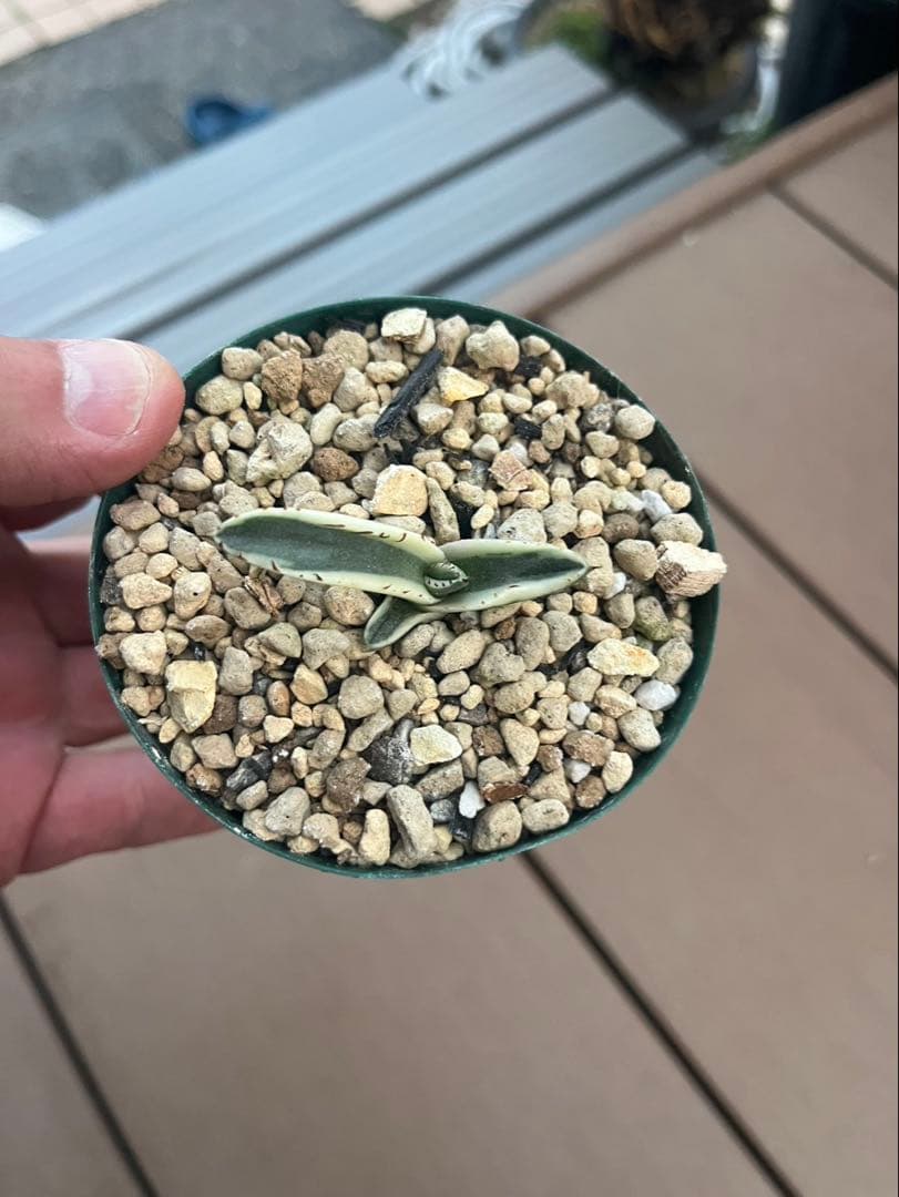 アガベ　グレートホワイトシャーク