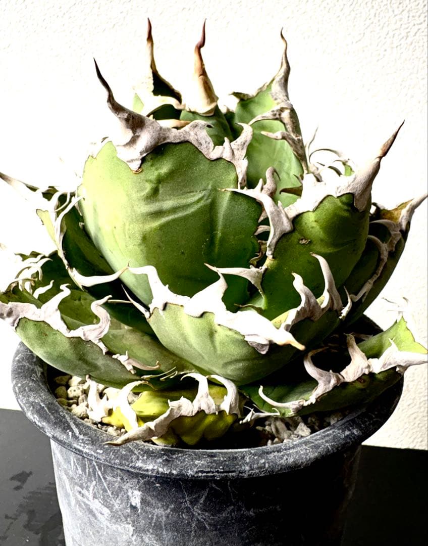 【大株】アガベ　チタノタ　シーザー　コレクション　美株　No.44