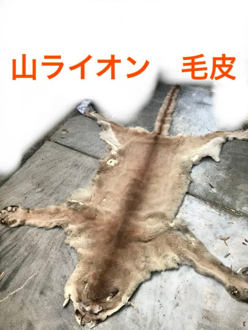 マウンテンライオン(ピューマ) 毛皮　剥製　敷物　国際希少野生動物種登録票付き