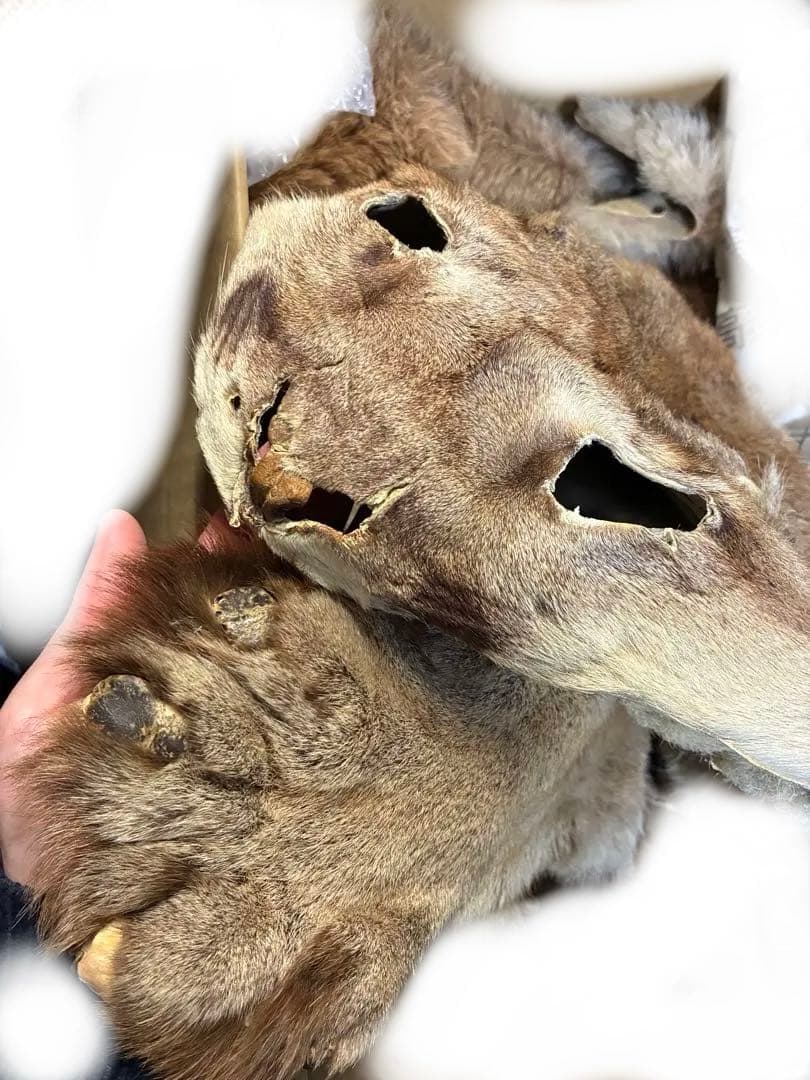 マウンテンライオン(ピューマ) 毛皮　剥製　敷物　国際希少野生動物種登録票付き