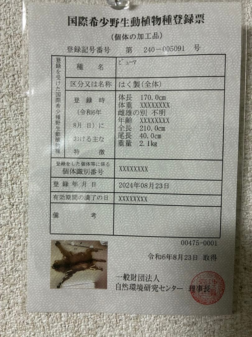 マウンテンライオン(ピューマ) 毛皮　剥製　敷物　国際希少野生動物種登録票付き