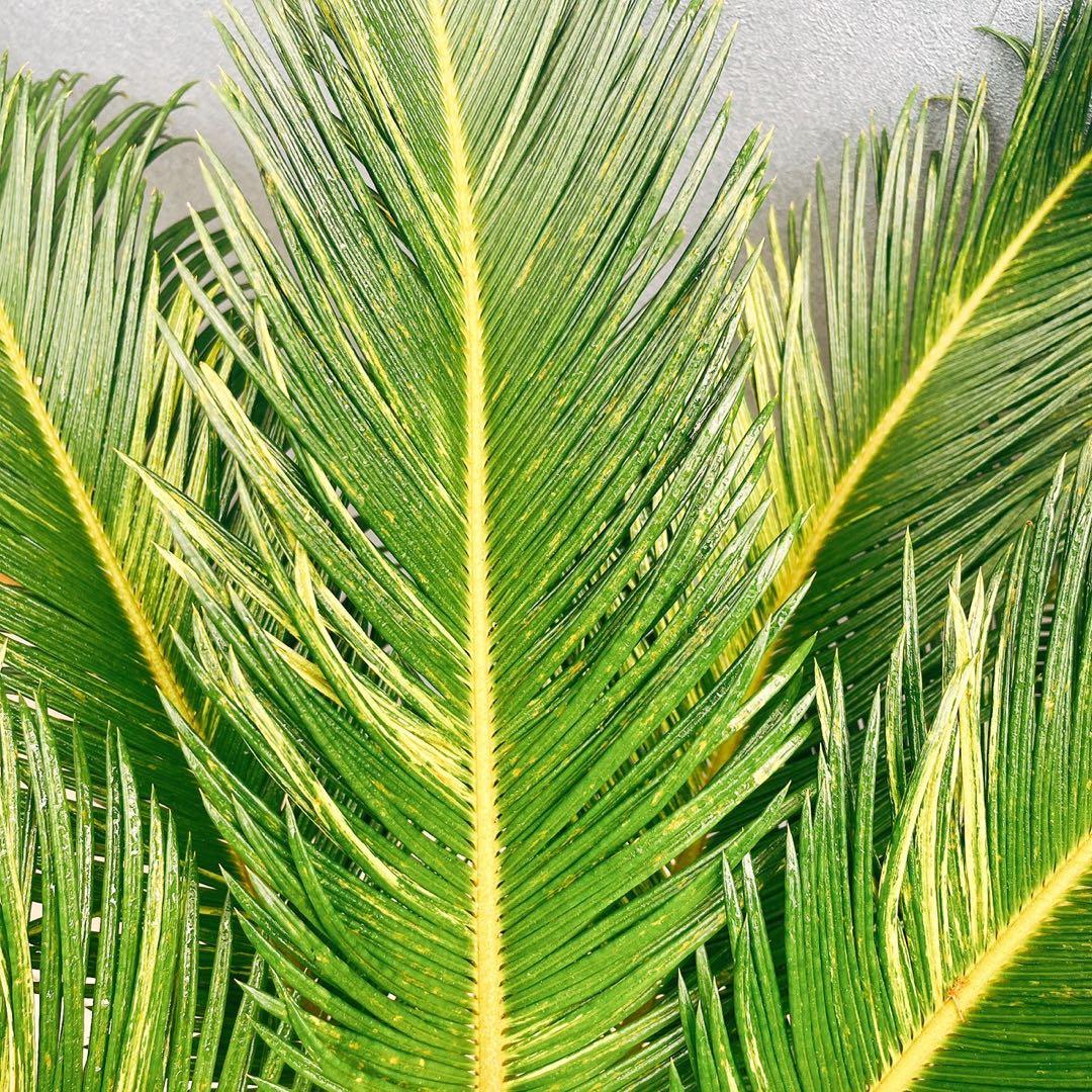 ［現品］【希少】キンカン　ソテツ　斑入り　10号　金環　蘇轍　観葉植物　レア