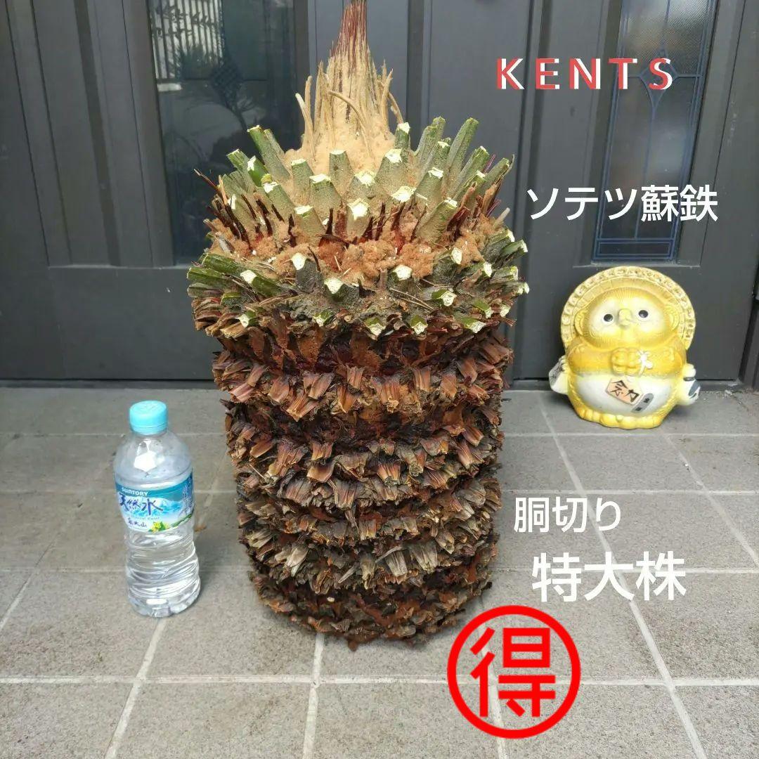 ソテツ蘇鉄　特大胴切り株　観葉植物　インテリア