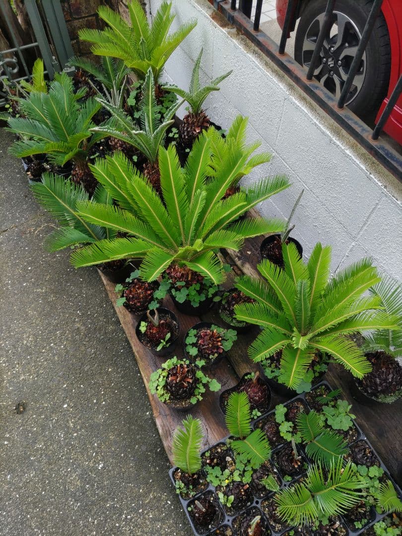 ソテツ蘇鉄　特大胴切り株　観葉植物　インテリア