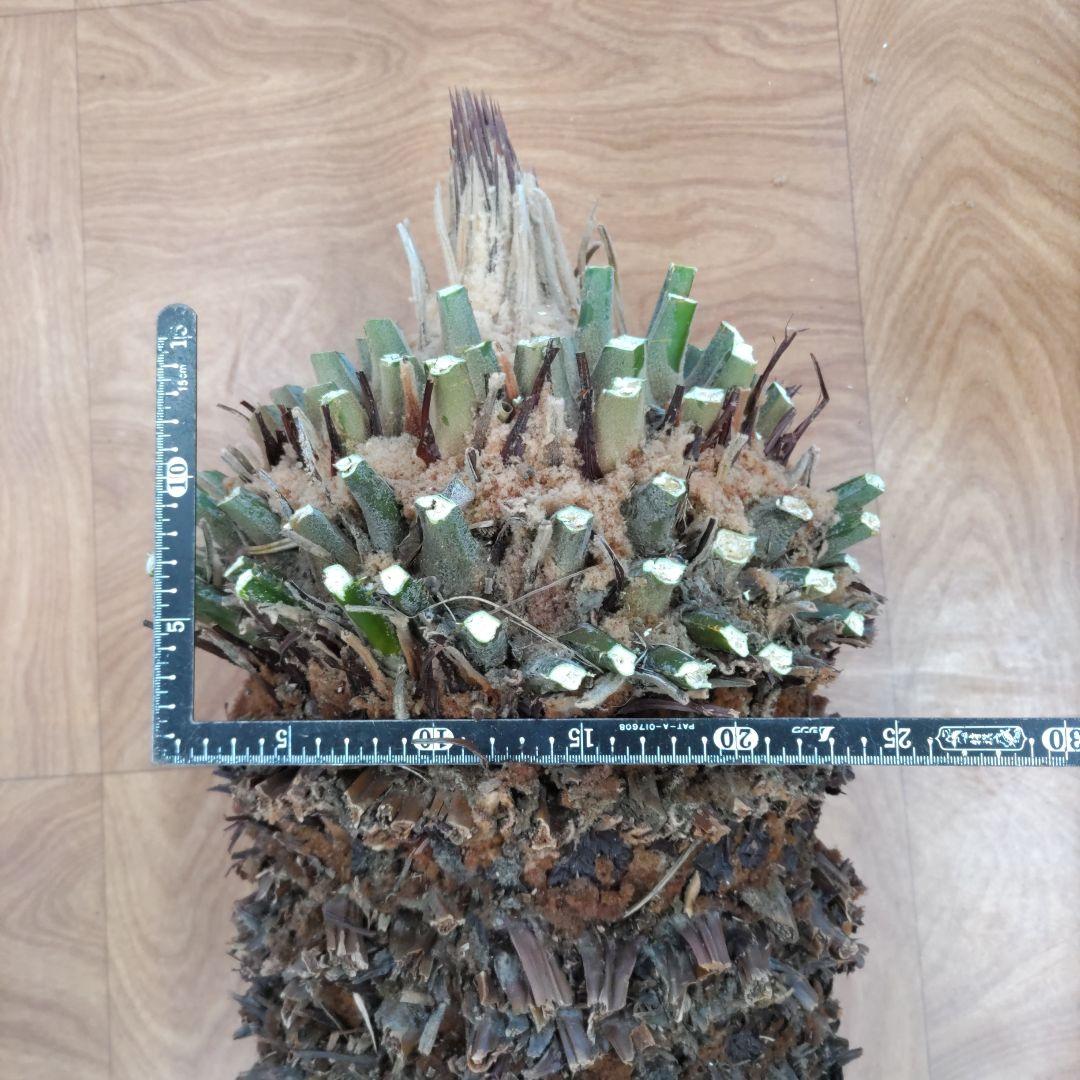 ソテツ蘇鉄　特大胴切り株　観葉植物　インテリア
