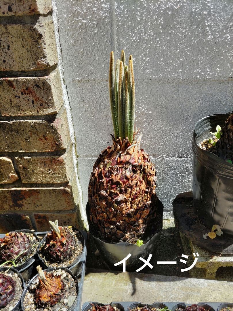 ソテツ蘇鉄　特大胴切り株　観葉植物　インテリア