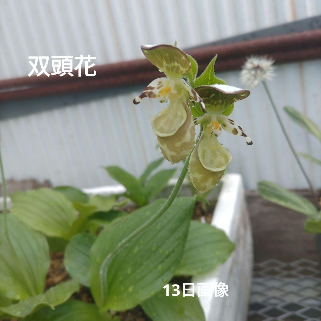 山野草　希少　キバナノアツモリソウ　箱売り