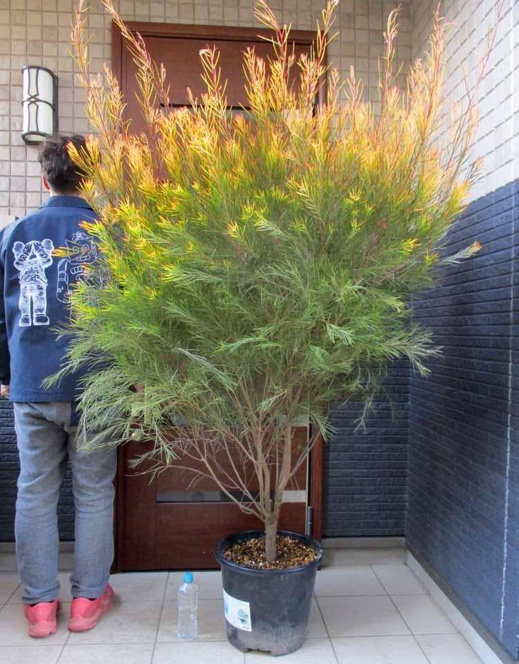 【現品】アカシア・フロリバンダフェニックスゴールド　13号鉢　JS番