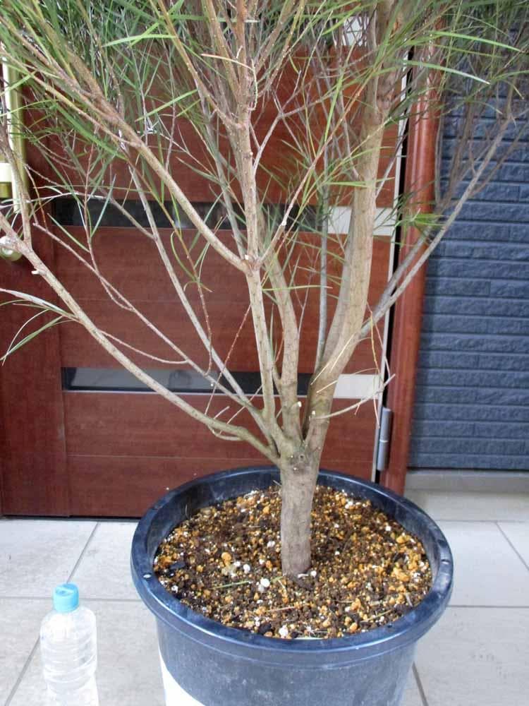 【現品】アカシア・フロリバンダフェニックスゴールド　13号鉢　JS番