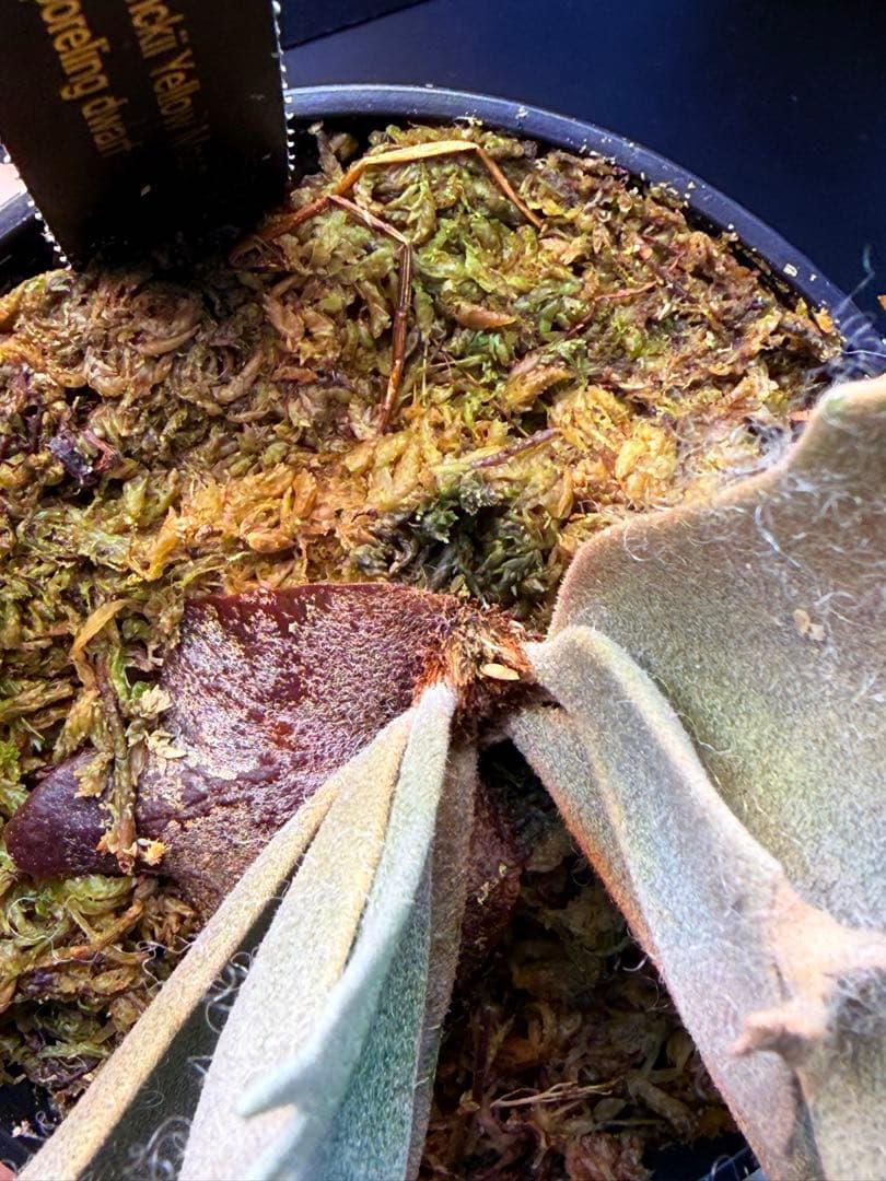 ビカクシダ　Yellow moon dwarf sporeling