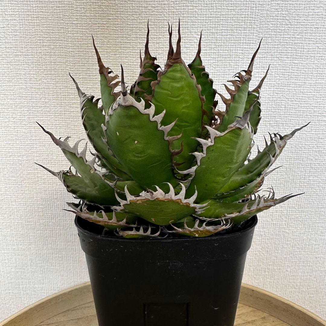 アガベ　ホリダ　陽炎