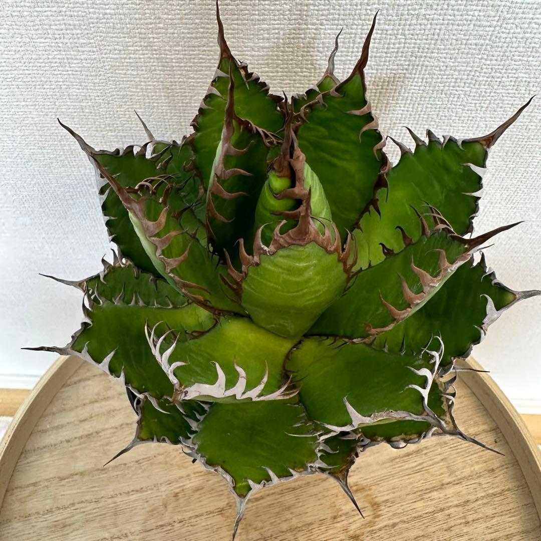 アガベ　ホリダ　陽炎