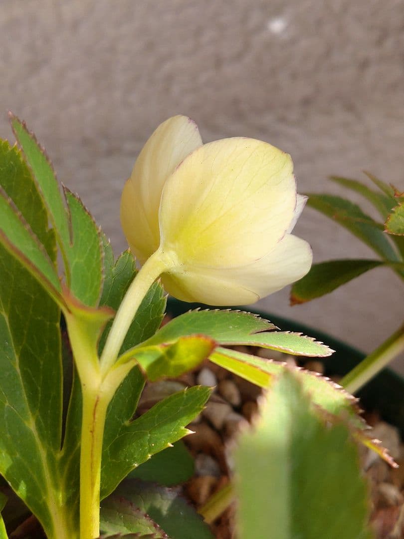 大木ナーセリー✨デュメ☓オーレアピコティ✨ダブル✨クリスマスローズ✨小輪