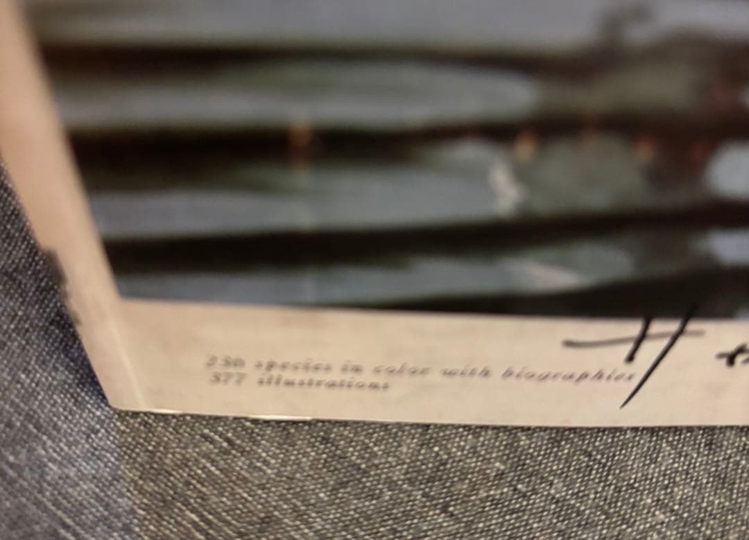 【Ike】サカナクション魚図鑑 初回限定盤 チケットホルダー付