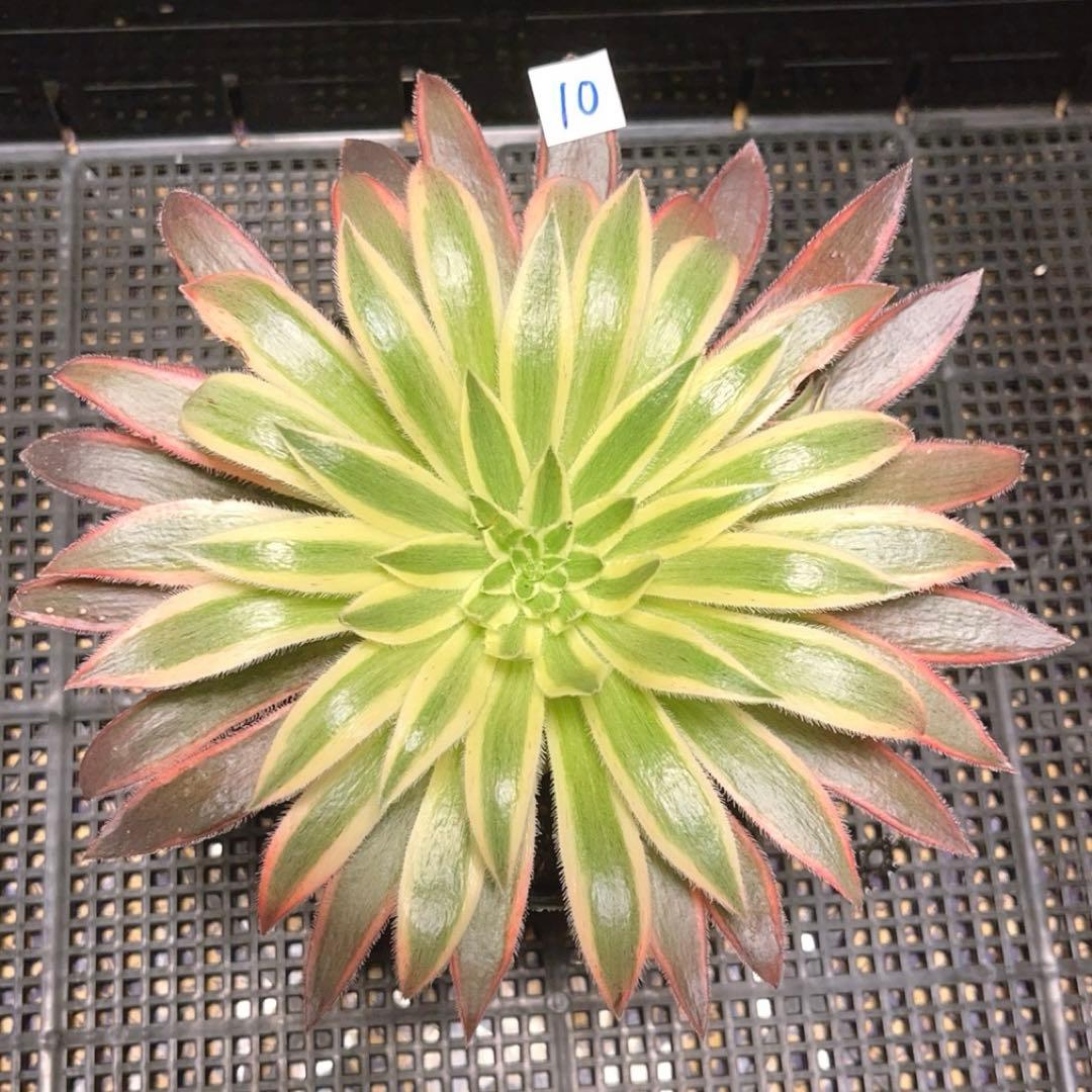 10#多肉植物アエオニウム錦❤️灰クジャク錦❤️1大頭3子芽19cm拔き苗”