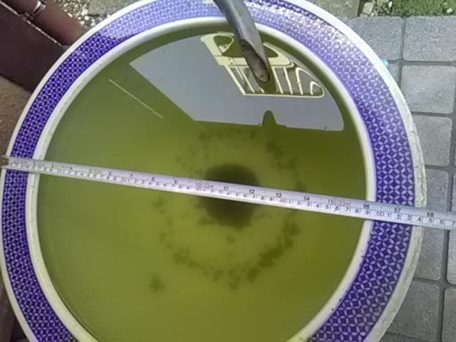 睡蓮鉢、富貴満堂、　引取り限定日曜祝