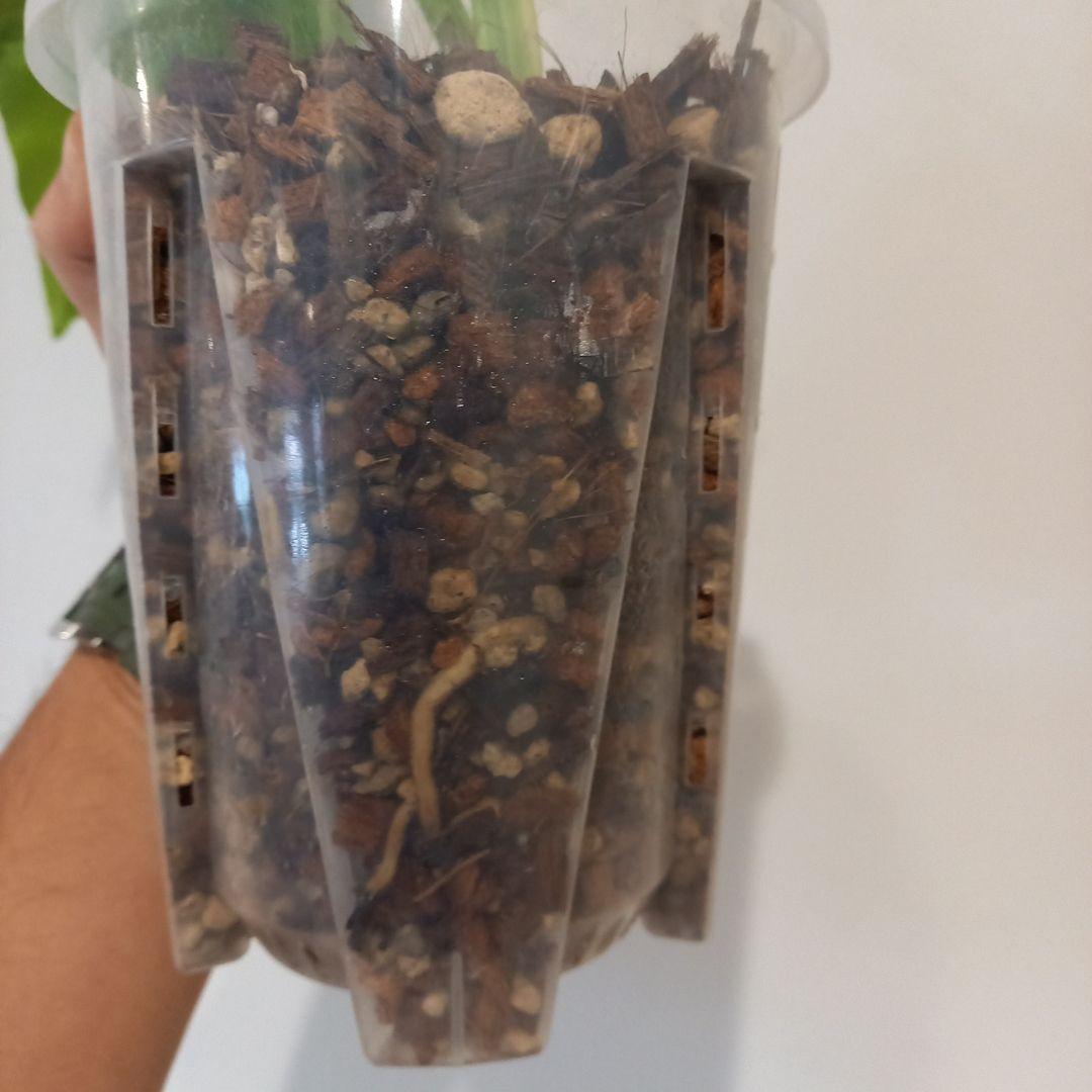 超絶希少 モンステラ デリシオーサ ライトライム（Light Lime）