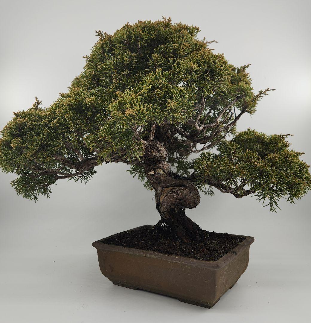 お正月セール 10日まで 小品 糸魚川真柏盆栽 五葉松盆栽 真柏盆栽 懸崖 真柏