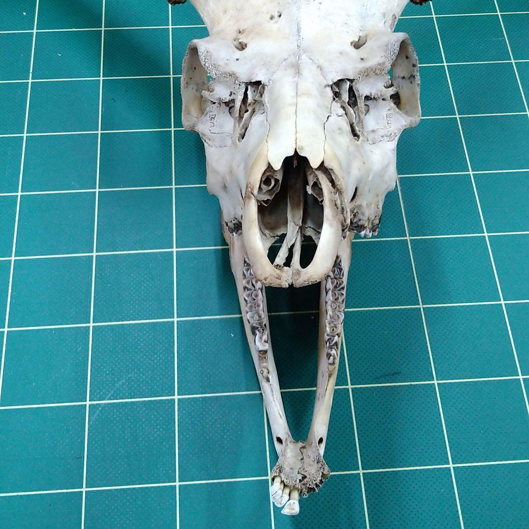 激レア　４又５尖　ニホンジカ頭骨　下顎付き