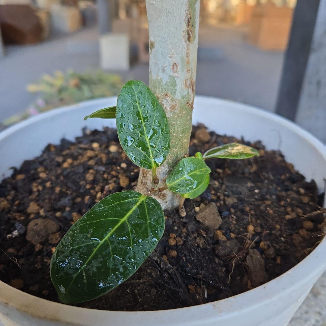 ⑩　フィカス　ベンガレンシ　曲がり仕立て7号　最高等級　おしゃれ 鉢