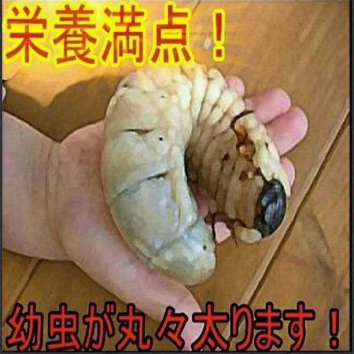 カブトムシ幼虫が大きく育ちます！ヒマラヤひらたけ発酵マット【6袋】栄養添加剤入り