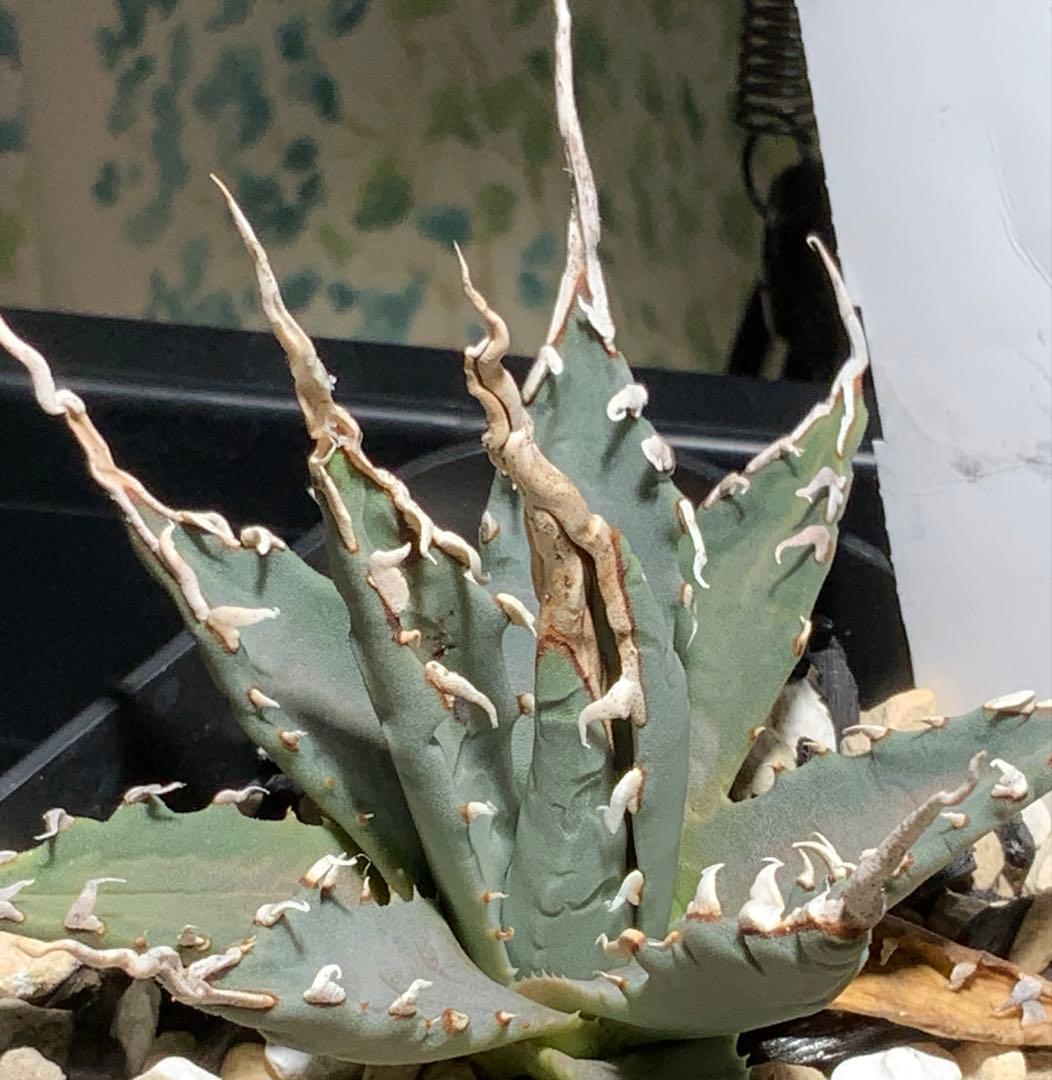 エボリスピナ 陽炎 コレクション株⑥ (極)