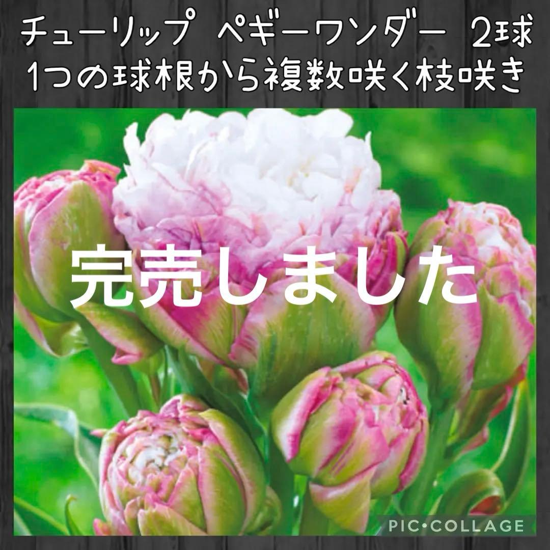 【球根】レア品種　ペギーワンダー　チューリップ　2球