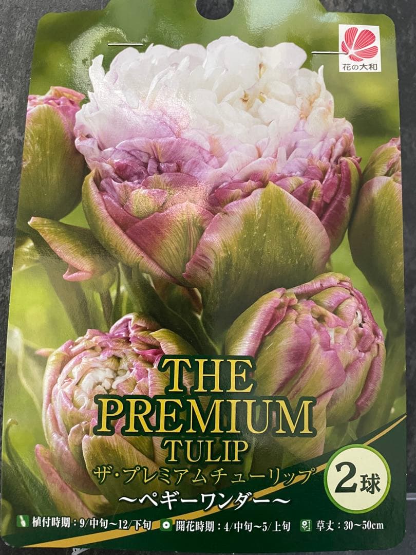 【球根】レア品種　ペギーワンダー　チューリップ　2球