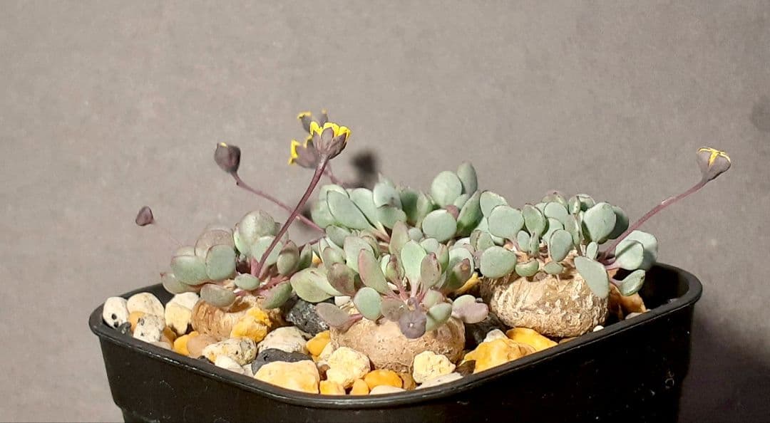 希少種　オトンナ　カカリオイデスピグマエア×カカリオイデス